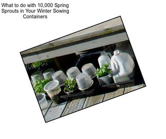 What to do with 10,000 Spring Sprouts in Your Winter Sowing Containers