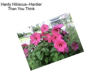 Hardy Hibiscus--Hardier Than You Think