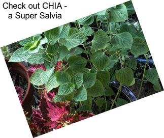 Check out CHIA - a Super Salvia
