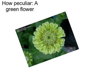 How peculiar: A green flower