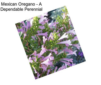 Mexican Oregano - A Dependable Perennial