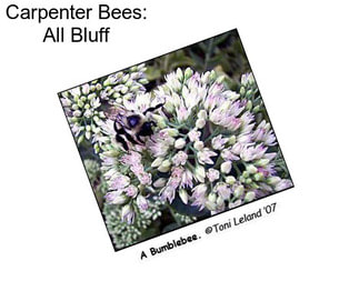Carpenter Bees: All Bluff