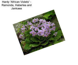 Hardy \'African Violets\' - Ramonda, Haberlea and Jankaea