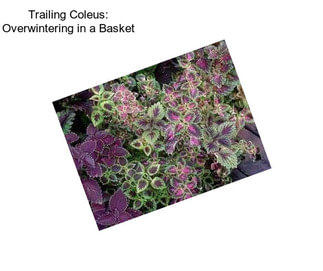 Trailing Coleus: Overwintering in a Basket