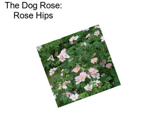 The Dog Rose: Rose Hips