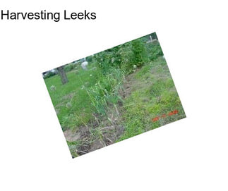 Harvesting Leeks