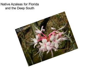 Native Azaleas for Florida and the Deep South