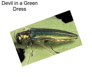 Devil in a Green Dress