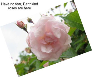 Have no fear, Earthkind roses are here