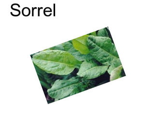 Sorrel