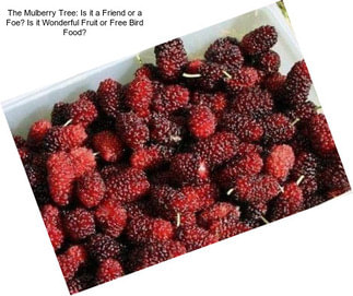 The Mulberry Tree: Is it a Friend or a Foe? Is it Wonderful Fruit or Free Bird Food?