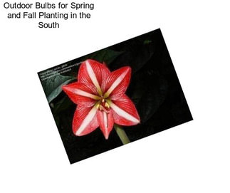 Outdoor Bulbs for Spring and Fall Planting in the South