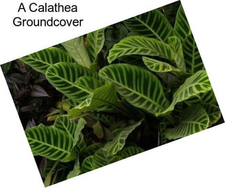 A Calathea Groundcover