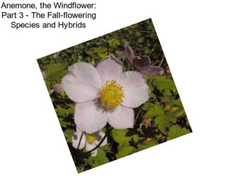 Anemone, the Windflower: Part 3 - The Fall-flowering Species and Hybrids