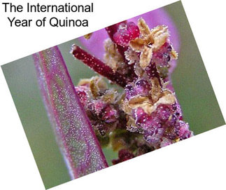 The International Year of Quinoa