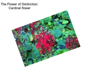 The Flower of Distinction: Cardinal flower