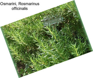 Osmarini, Rosmarinus officinalis