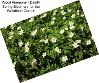 Wood Anemone - Dainty Spring Bloomers for the Woodland Garden