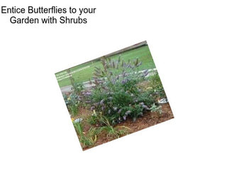 Entice Butterflies to your Garden with Shrubs