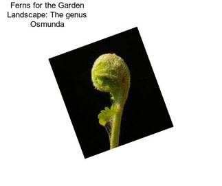 Ferns for the Garden Landscape: The genus Osmunda