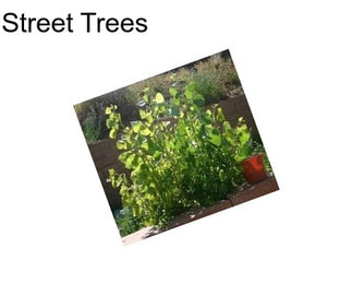 Street Trees