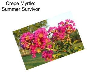 Crepe Myrtle: Summer Survivor