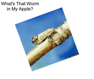What\'s That Worm in My Apple?
