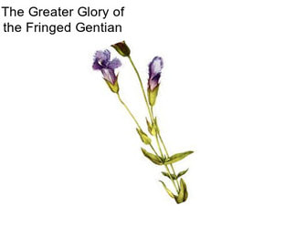 The Greater Glory of the Fringed Gentian