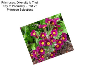 Primroses: Diversity is Their Key to Popularity - Part 2 : Primrose Selections