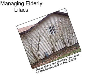 Managing Elderly Lilacs