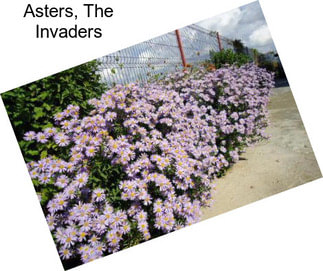 Asters, The Invaders