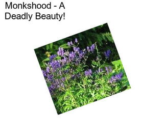 Monkshood - A Deadly Beauty!