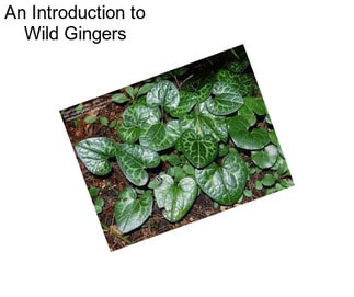 An Introduction to Wild Gingers