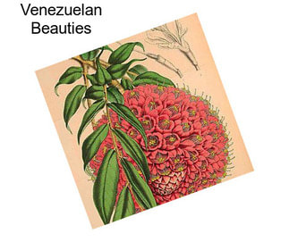 Venezuelan Beauties