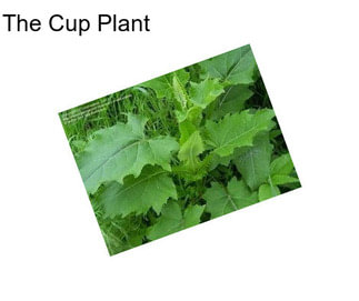 The Cup Plant