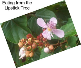 Eating from the Lipstick Tree