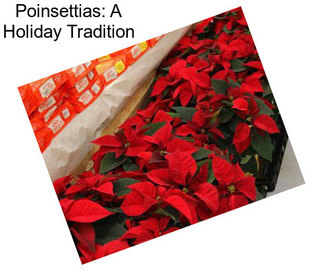 Poinsettias: A Holiday Tradition