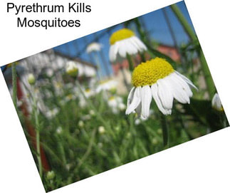 Pyrethrum Kills Mosquitoes