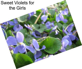 Sweet Violets for the Girls