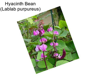 Hyacinth Bean (Lablab purpureus)