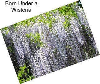 Born Under a Wisteria