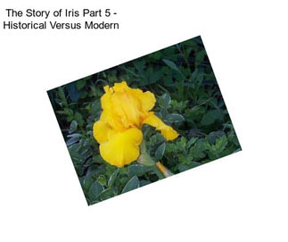 The Story of Iris Part 5 - Historical Versus Modern