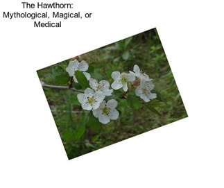 The Hawthorn: Mythological, Magical, or Medical