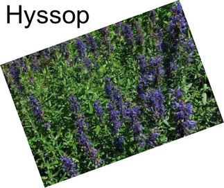 Hyssop