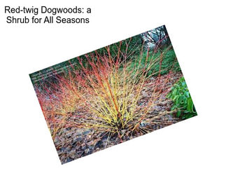 Red-twig Dogwoods: a Shrub for All Seasons