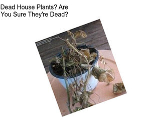 Dead House Plants? Are You Sure They\'re Dead?