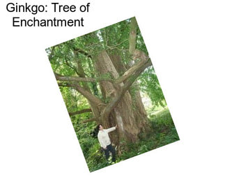 Ginkgo: Tree of Enchantment