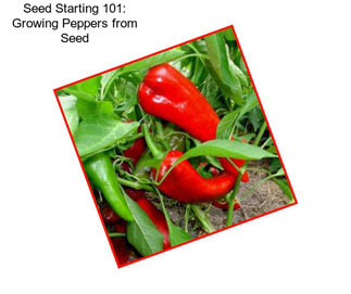 Seed Starting 101: Growing Peppers from Seed