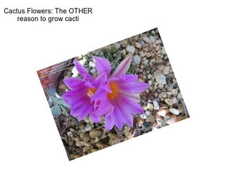 Cactus Flowers: The OTHER reason to grow cacti