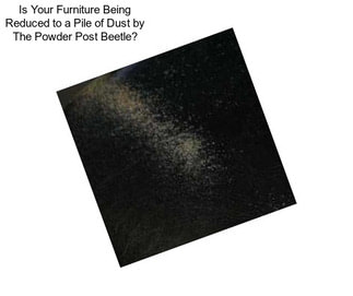 Is Your Furniture Being Reduced to a Pile of Dust by The Powder Post Beetle?